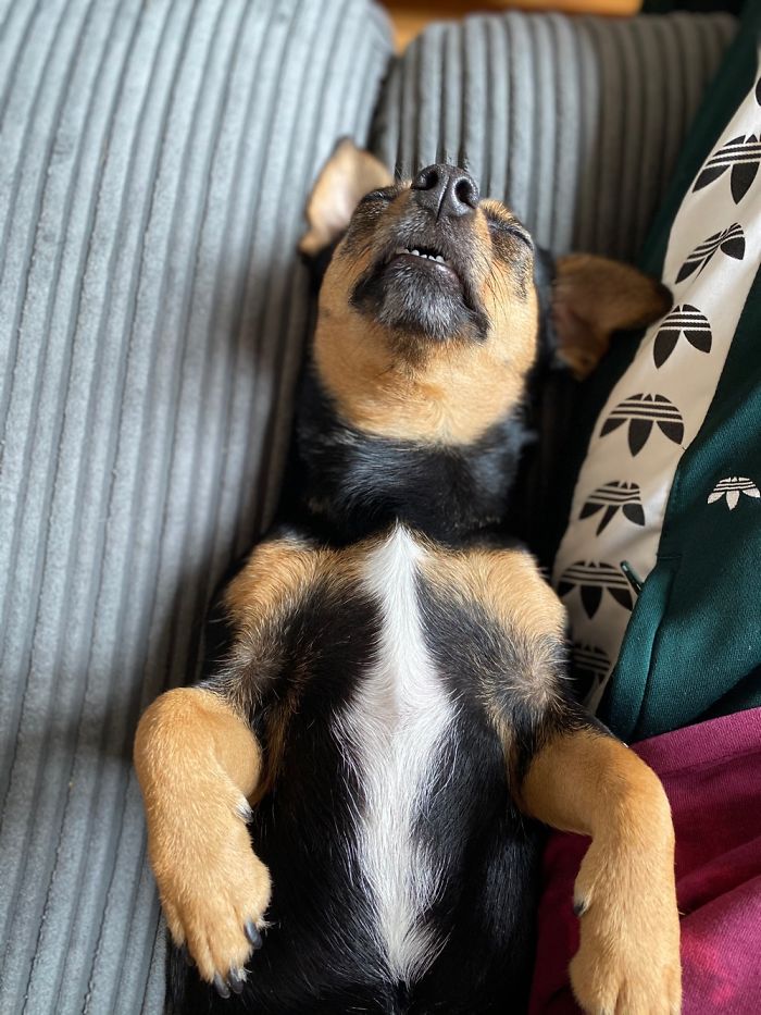 Gucci, Snoozing Like The Diva She Is