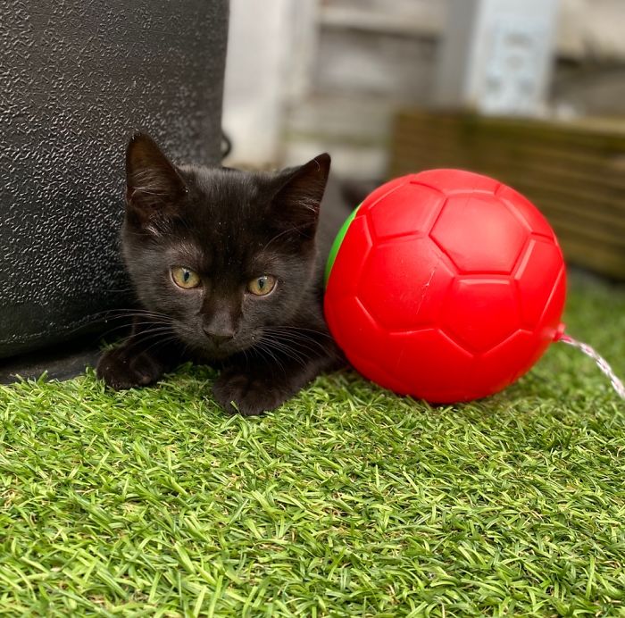 Artichoke And Her Ball