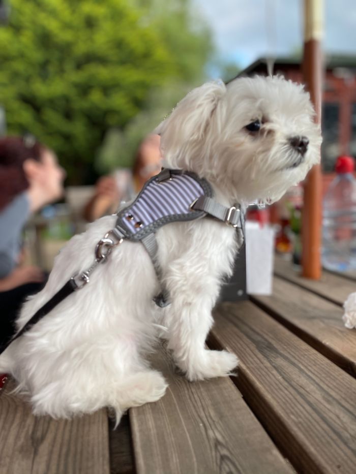 Teddy Being A Good Boy