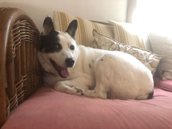 This Is Starr, She’s A 7 Year Old Blue Heeler Mix