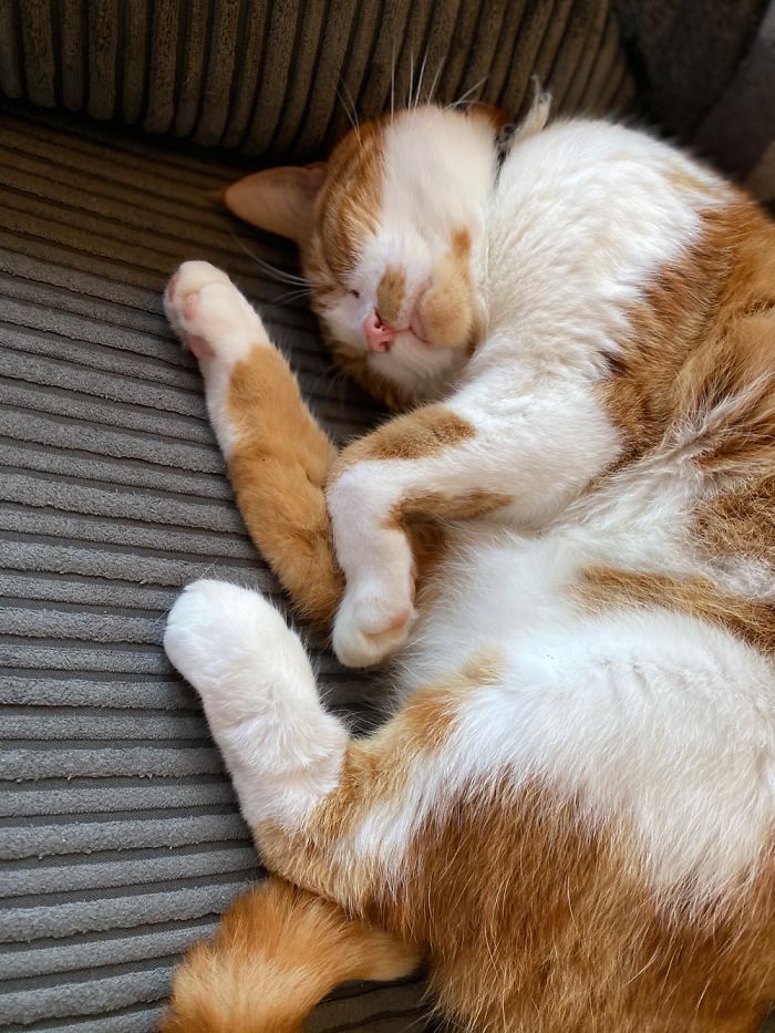 Charlie Having Yet Another Cat Nap