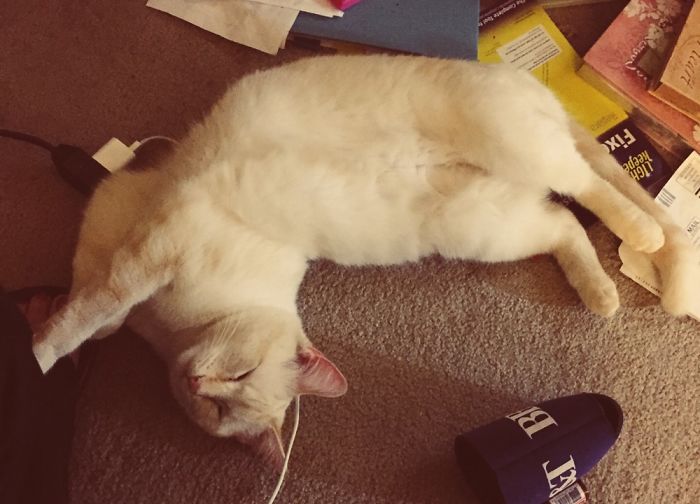 Kitton Relaxing While I Study. Always Stretched Out On Top Of Everything