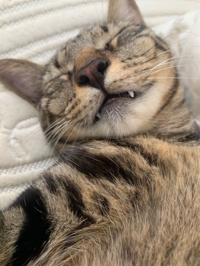 Lady Fangsbury Of Fangsbury Manor