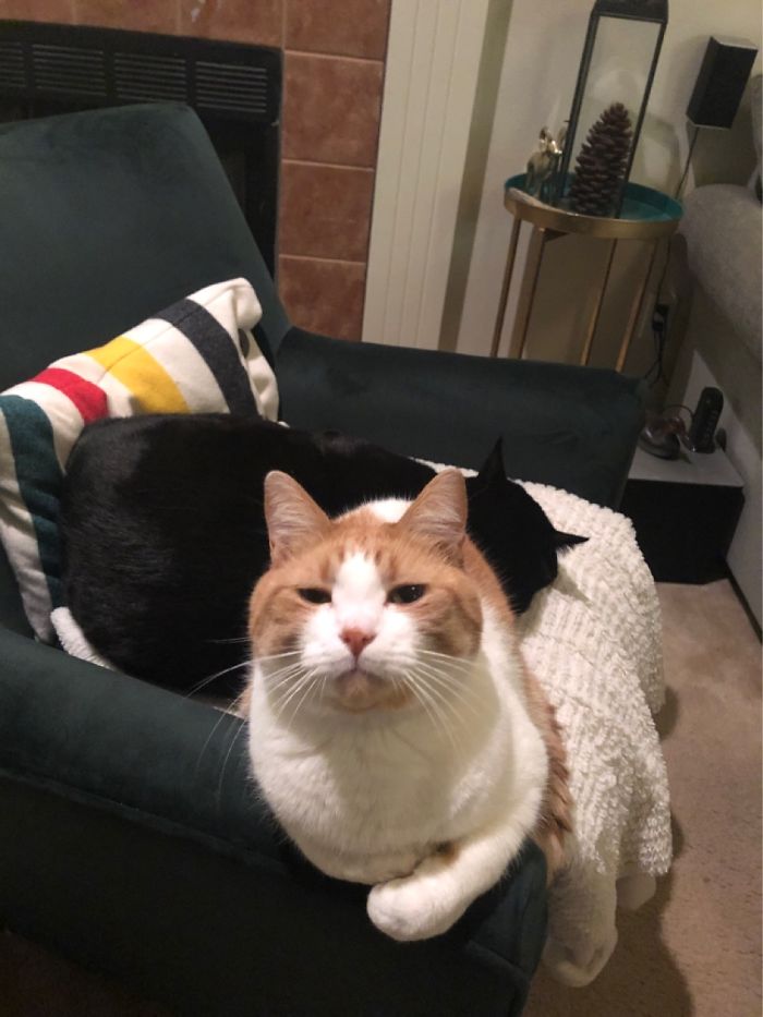 My Fluffy Lil Man And My Fat Boi Behind Him. I’ve Had Them For Almost A Decade!