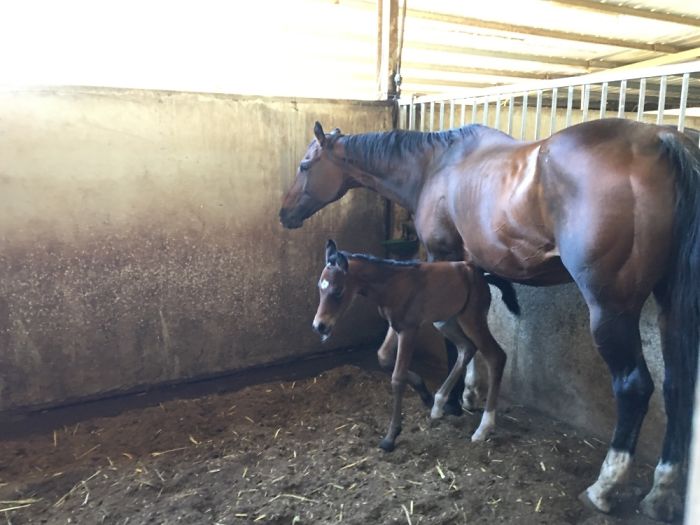 Oopsie (1 Week Old Colt) And Daisy
