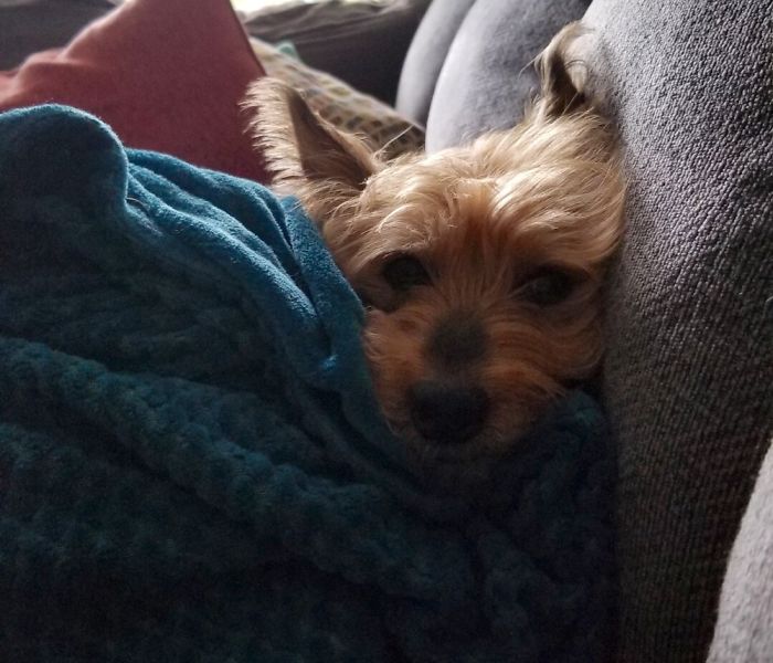 Scout Says “Hewo”