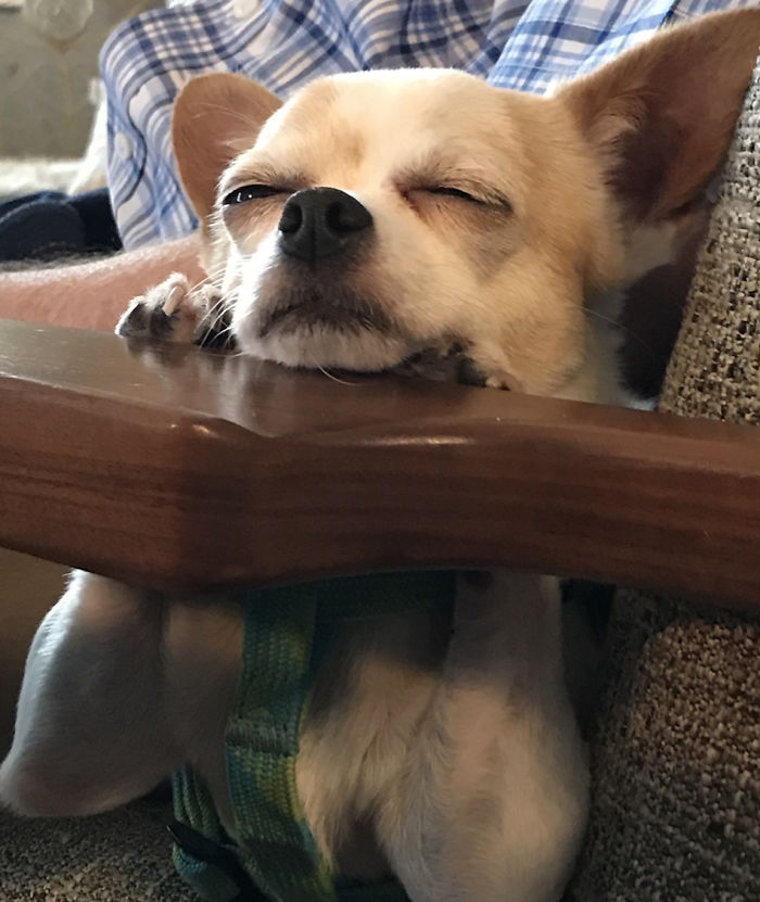 Poco A Poco A Snooze