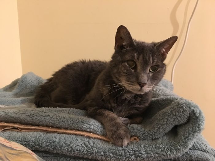 Our Beautiful Izzy, 20 Years Old