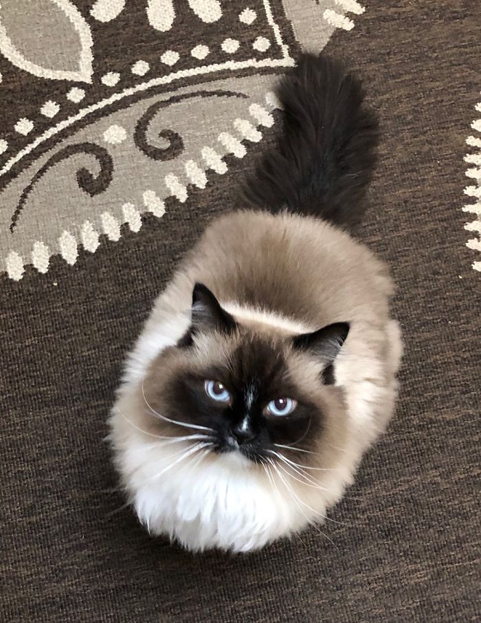 Puffy Aka Prince Puffy Caboose