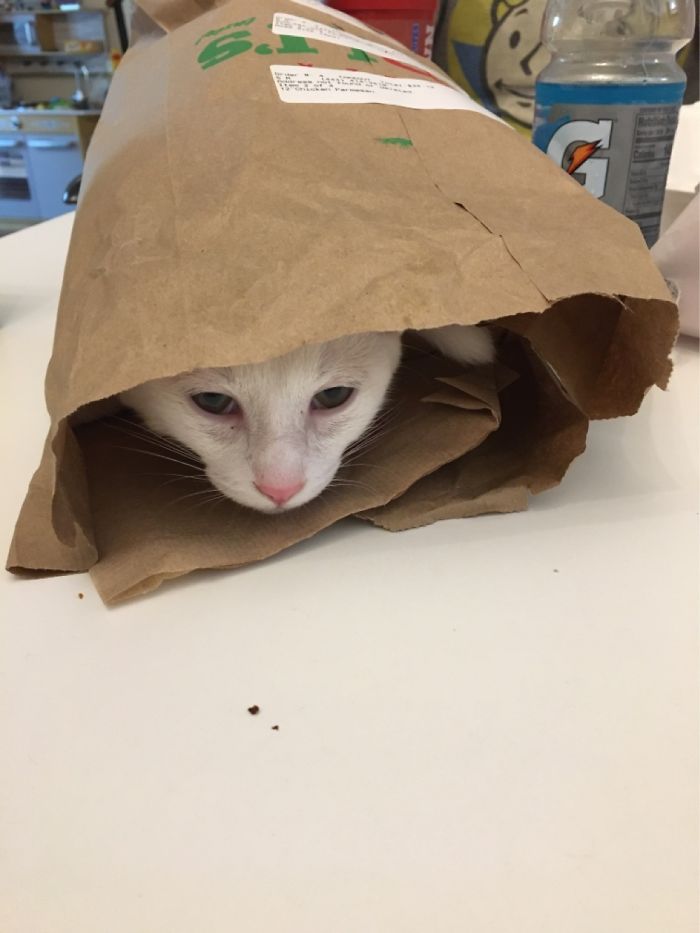 Extra Sub With Our Order Today