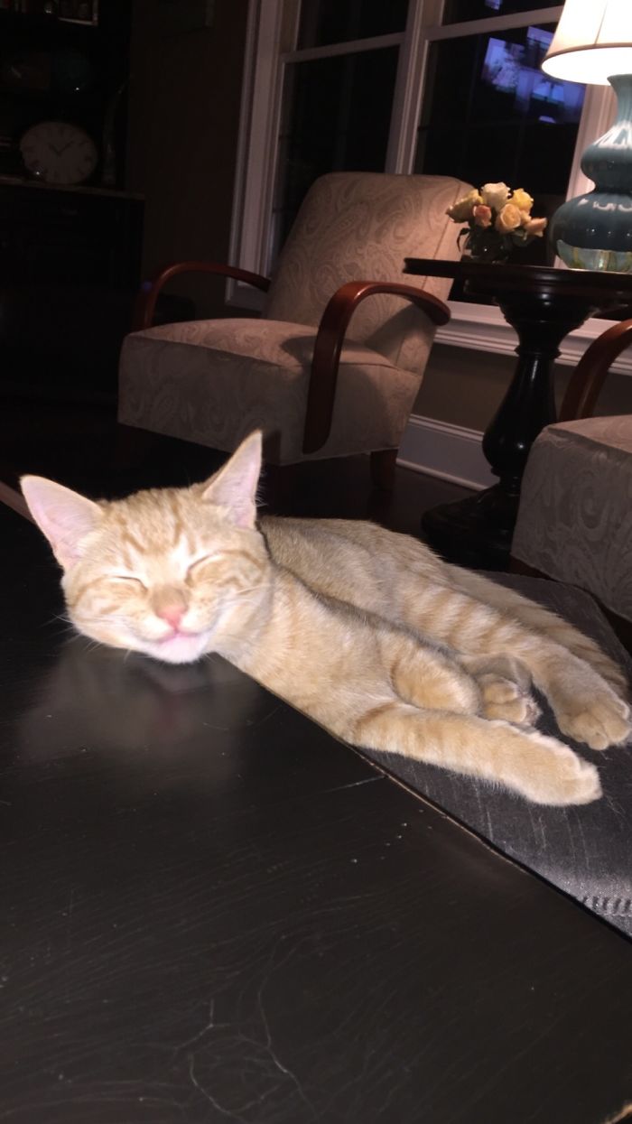 This Is Owen. He’s As Sweet As His Smile. ❤️