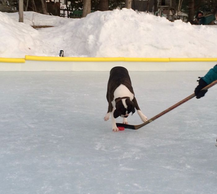 Fiona (Boxer) When She Was 5 Playing Some Serious Defense!!