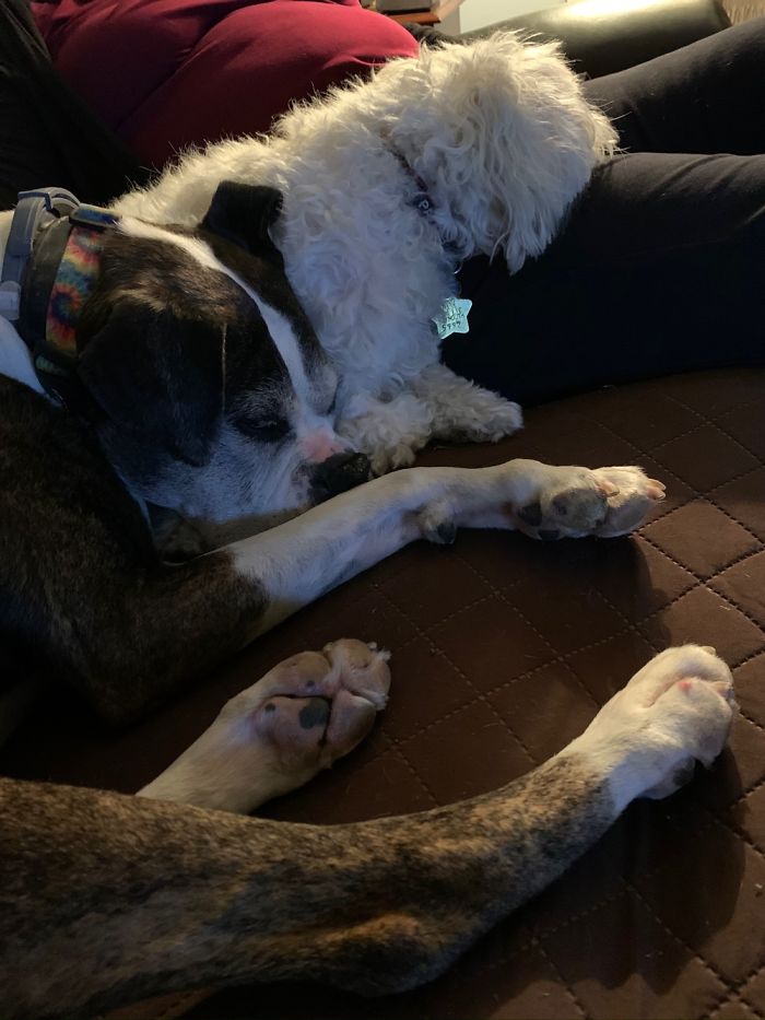 Fiona (Boxer , 10) And Her Little Sister, Daisy (Fluffy Mutt, 2) Having A Rare Snuggle 😊