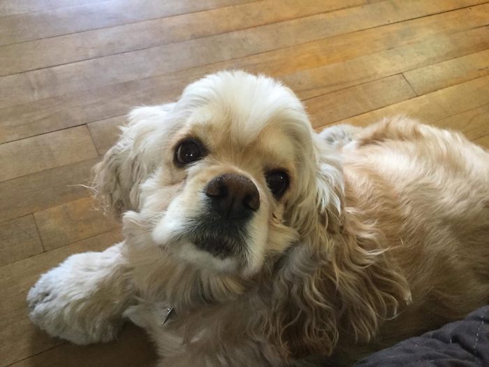 Paisley, 4 Years Old