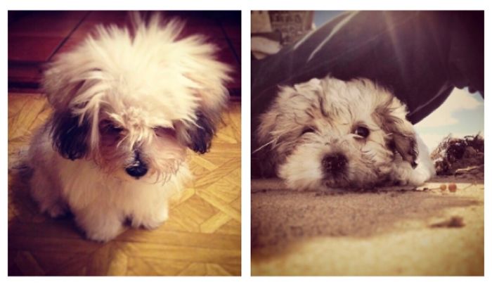 Lulu’s First Day At The Beach ❤️