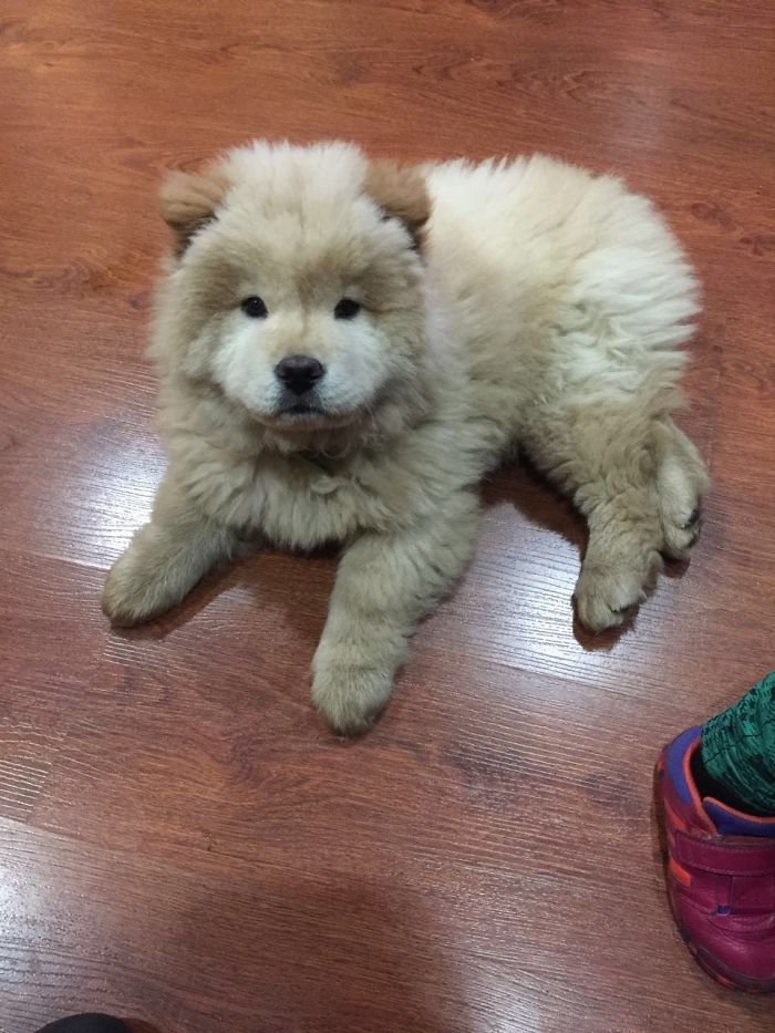 My Beautiful And Fluffy Otto