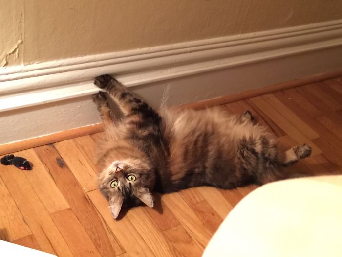 Thelonious Paddington Monk Holds Up The Wall.