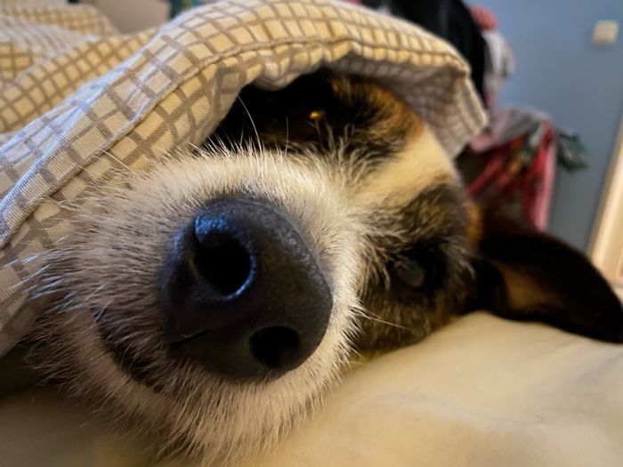 Boris! My Little Snuggle Pupper Who’s The Best In Snuggling Up😍