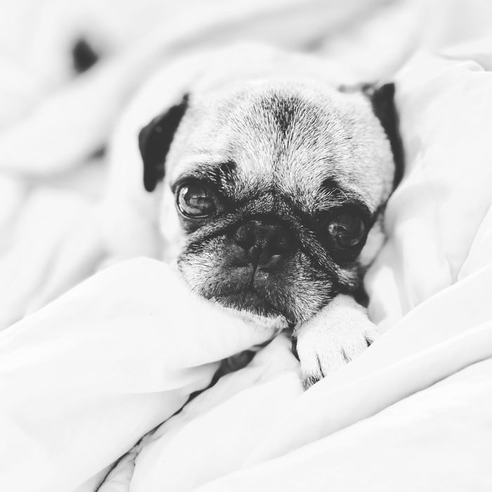 Say Hello To Glynda The A Good Pug