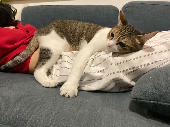 “I Have My Own Bed But Mommy’s Belly Is Much More Comfy”