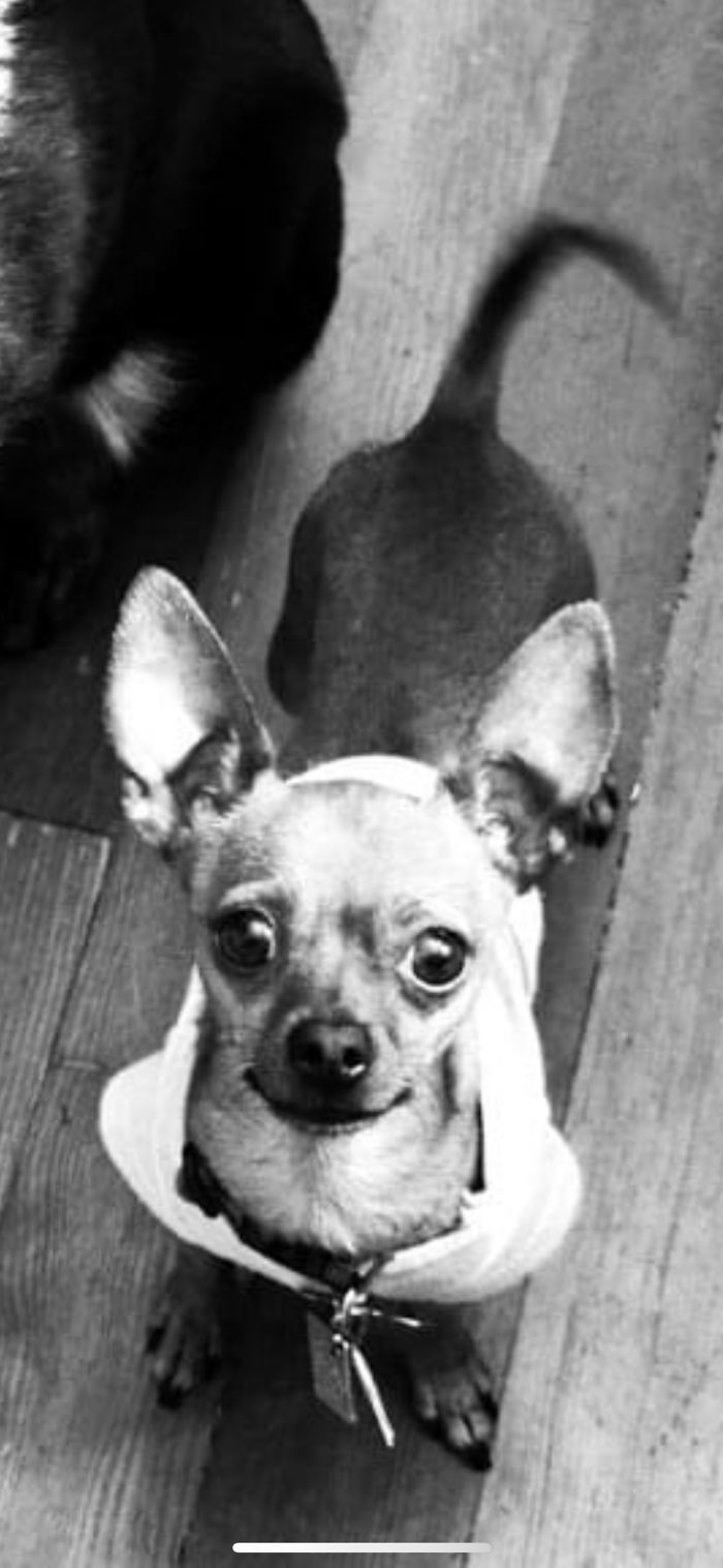 My Sweet Freddie. Rip Little Man.