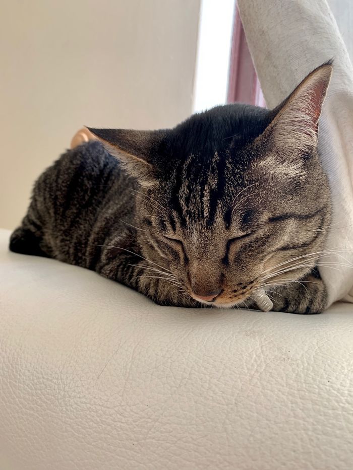 This Is Rocky Enjoying An Afternoon Nap