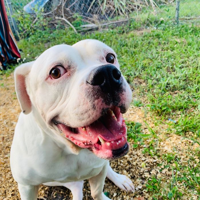 Sparkle 6 Years Old (American Bulldog)