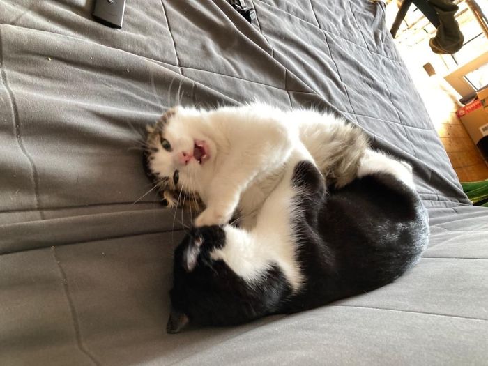 Miso Defending Himself