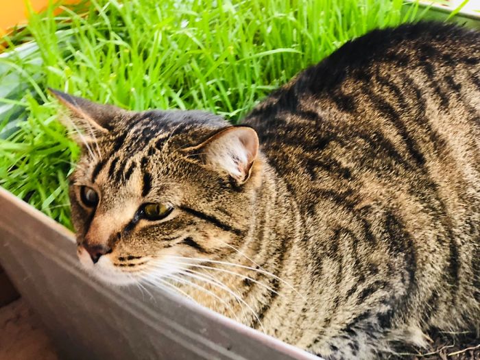 My Fur Child Luna In His Garden