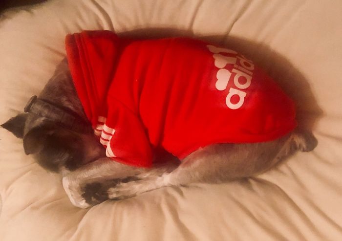 Zzzzzzzzz........not Sure If He Thinks He’s Invisible ....