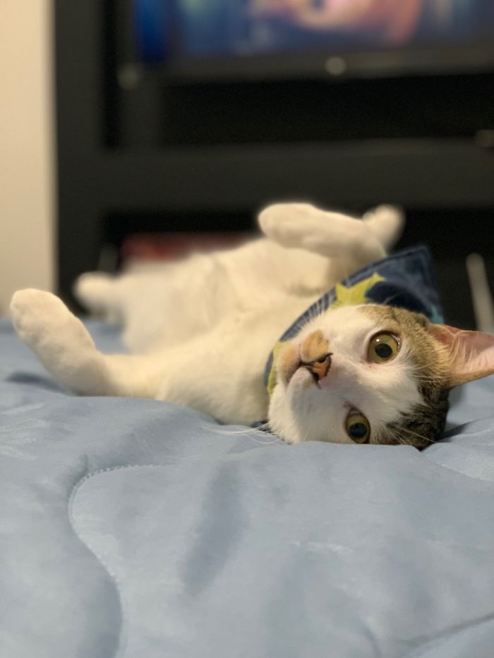 This Is Abu, He Likes To Play Hide And Seek.