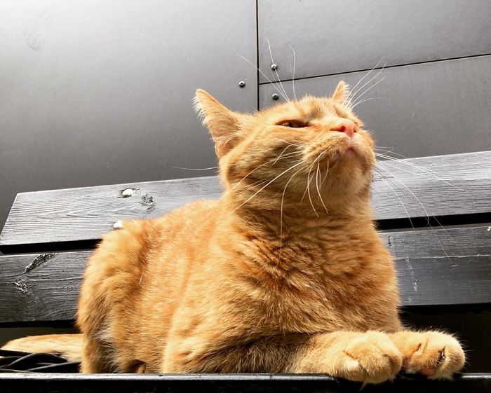 Mr. G Snoozing At The Garden Bench After A Long Night Of Mousing. He Is A Good Cat!