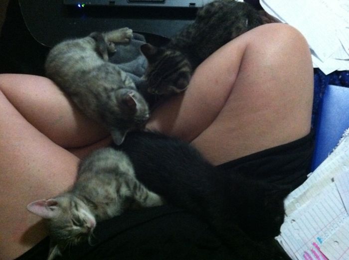 A Kitty Pile In My Lap While I’m Trying To Work ❣️