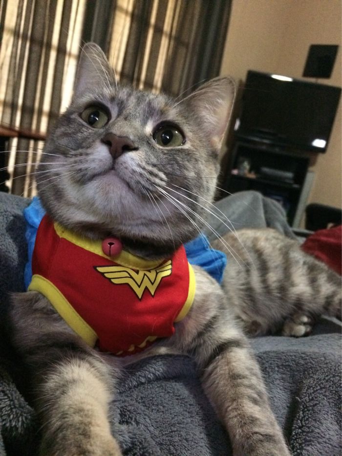 It’s Wonder Ittybitty Kitty!