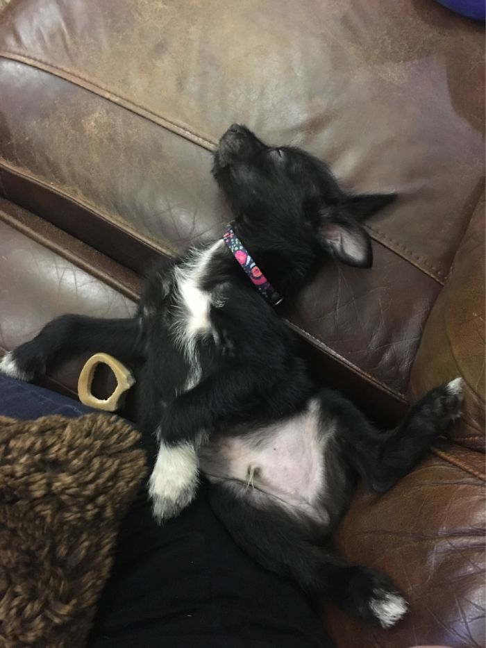 My Sirius Boy All Tuckered Out