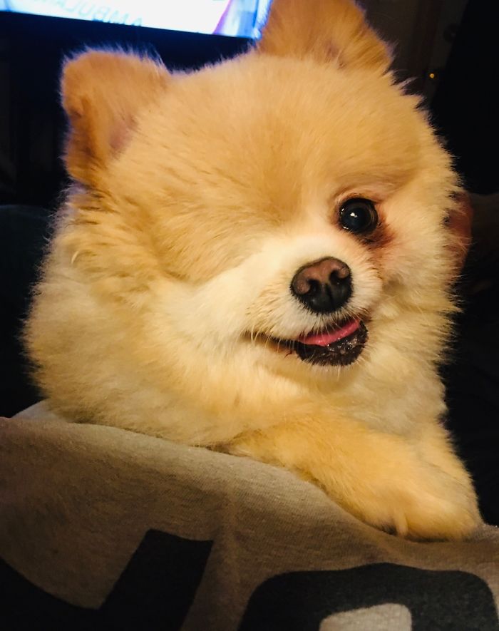 Hi I’m Pirate! (@piratethepomdog) I Was On Death Row Until A Rescue Gave Me A Chance. I Love U!