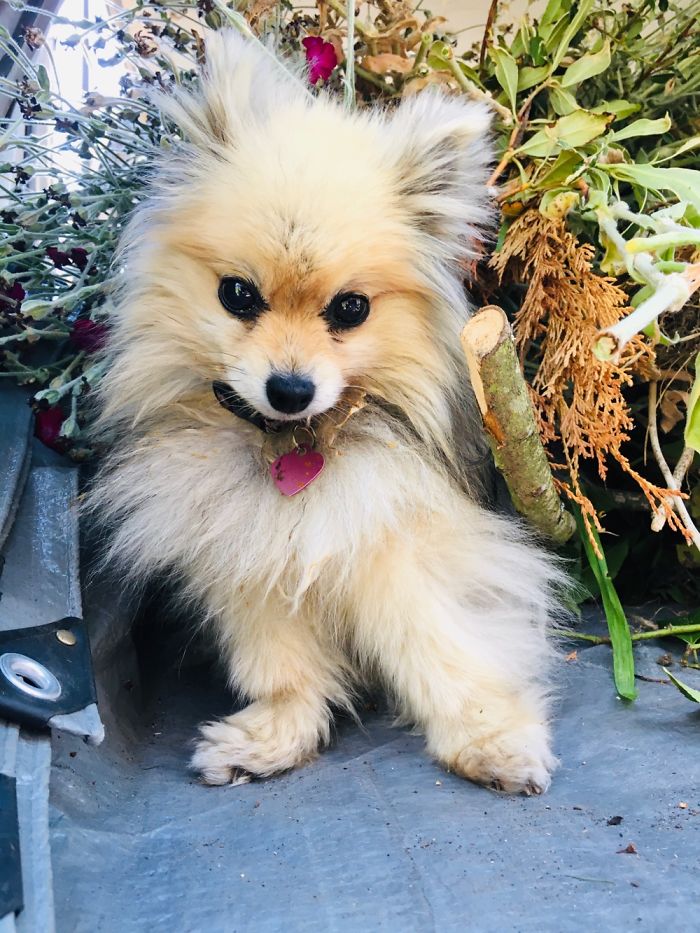 Introducing Paisley! 16 Years Young. She Enjoys Helping Gramma With Yard Work & Bullying Cats