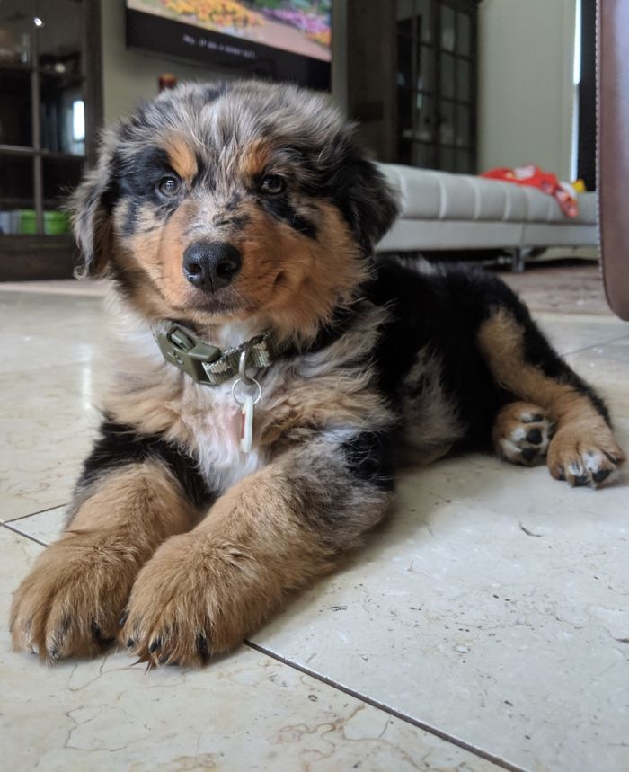 Maxx The Aussie At 3 Months.