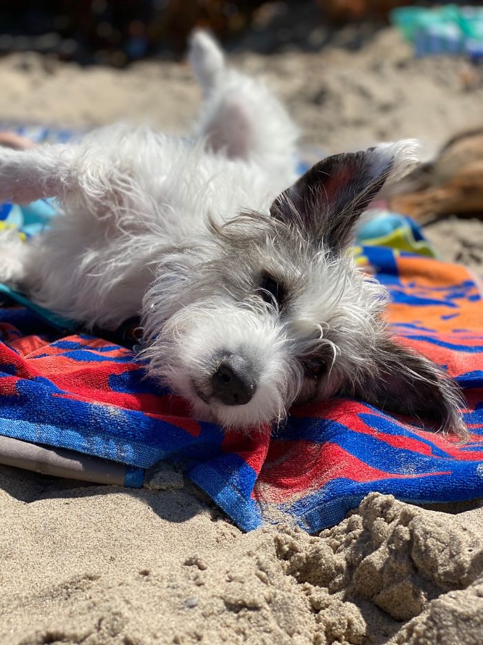 Dexter Loves The Beach!