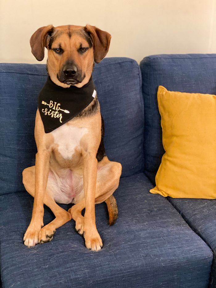 Luna Is Not Too Thrilled At Becoming A Big Sister To Our Unborn Child...