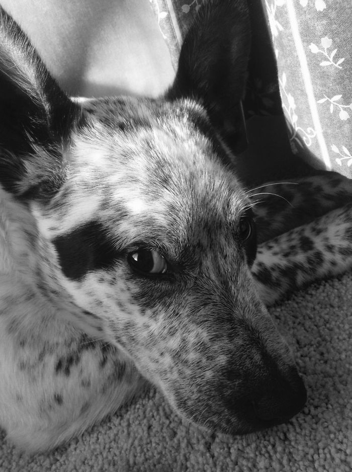 This Is Sammie! She Is A Blue Healer Cross And She Is About 8 Months Old