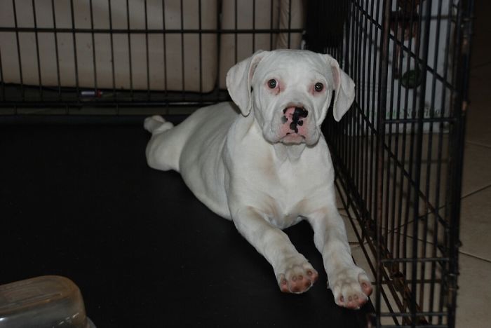 This Is Sparkle When She Was A Puppy. I Don’t Know Her Exact Age In Here But She’s Less Than 1y