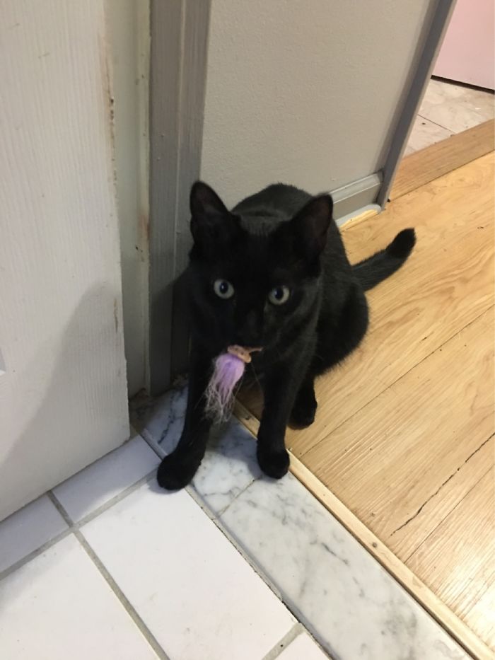 Mercury With His Troll Fetch Toy