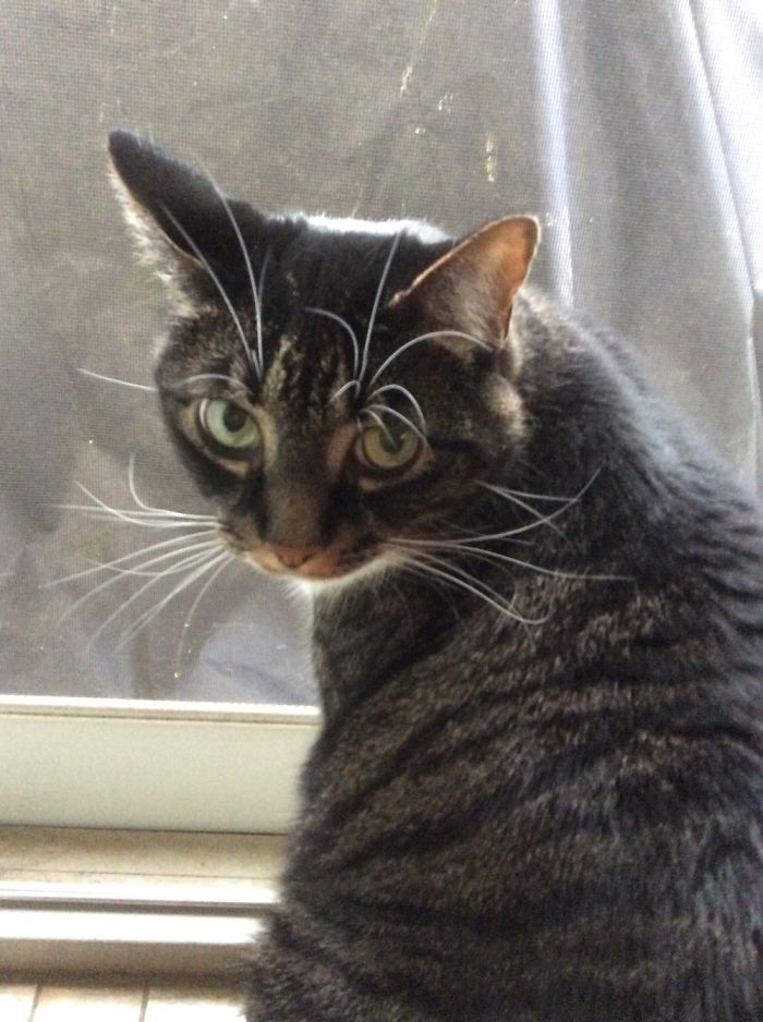 My Cat, Socks, Looking Out Of Our Slider. So Cute!