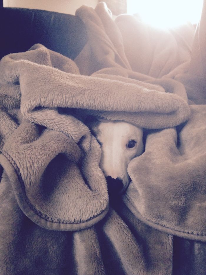 My Saffi Boo, Who Loves Me Endlessly Without Judgement...