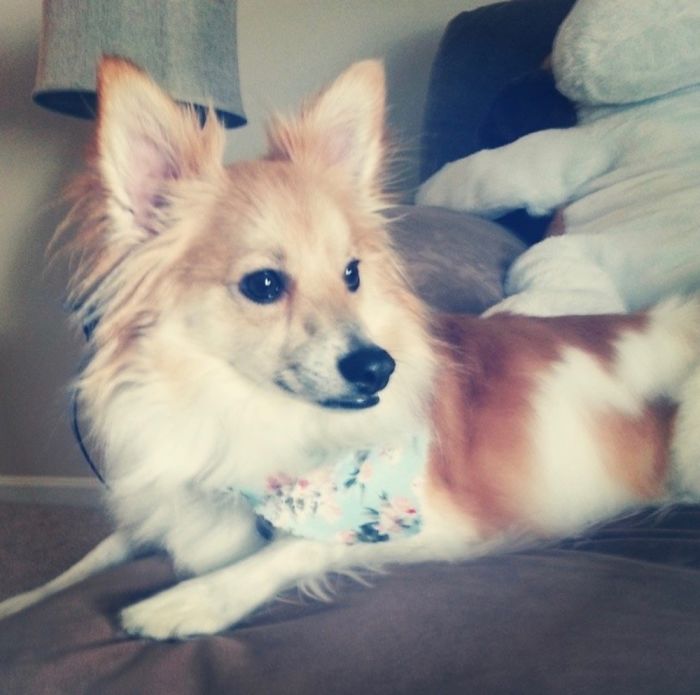 This Is Kona, A Papimo (Papillon X American Eskimo)