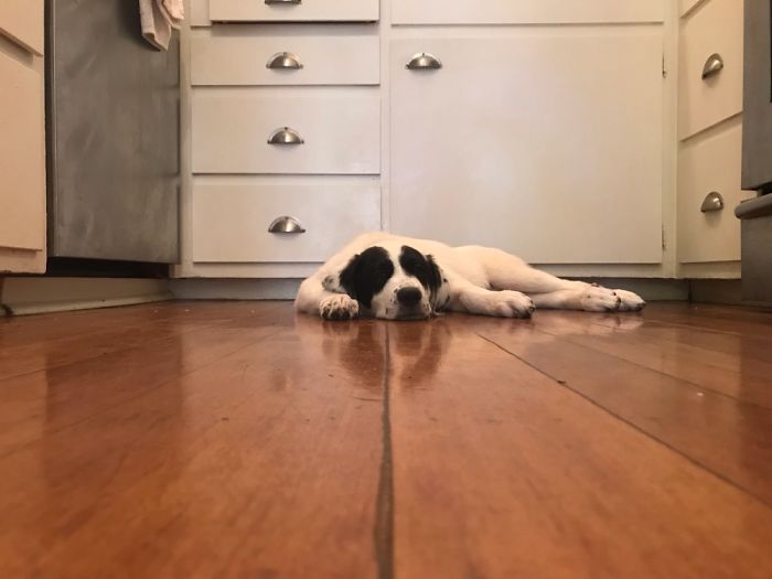 Della Hortense...baby Pyr Resting From Her 1st Big Week Home!