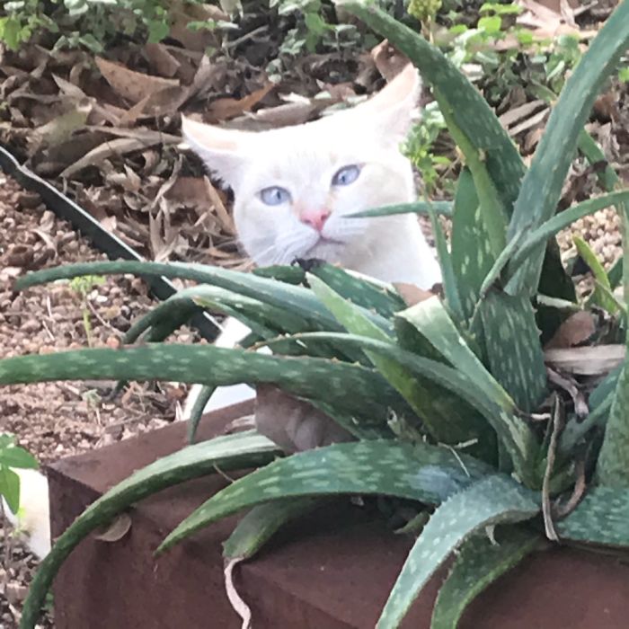 Contessa Floopher Enjoying The Garden Looking For Mice.