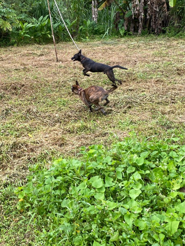 Ngarux And Yana, Rescue Dogs From The Same Litter, About One Year And Eight Months.