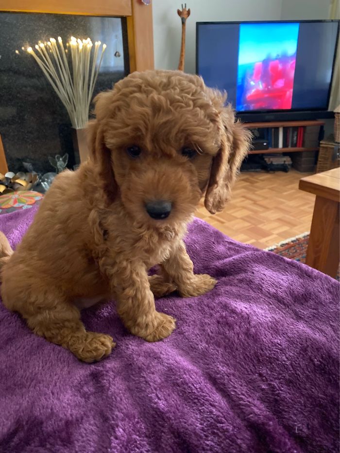 Elsie, 8 Weeks Old, Adorable